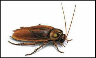 german cockroach